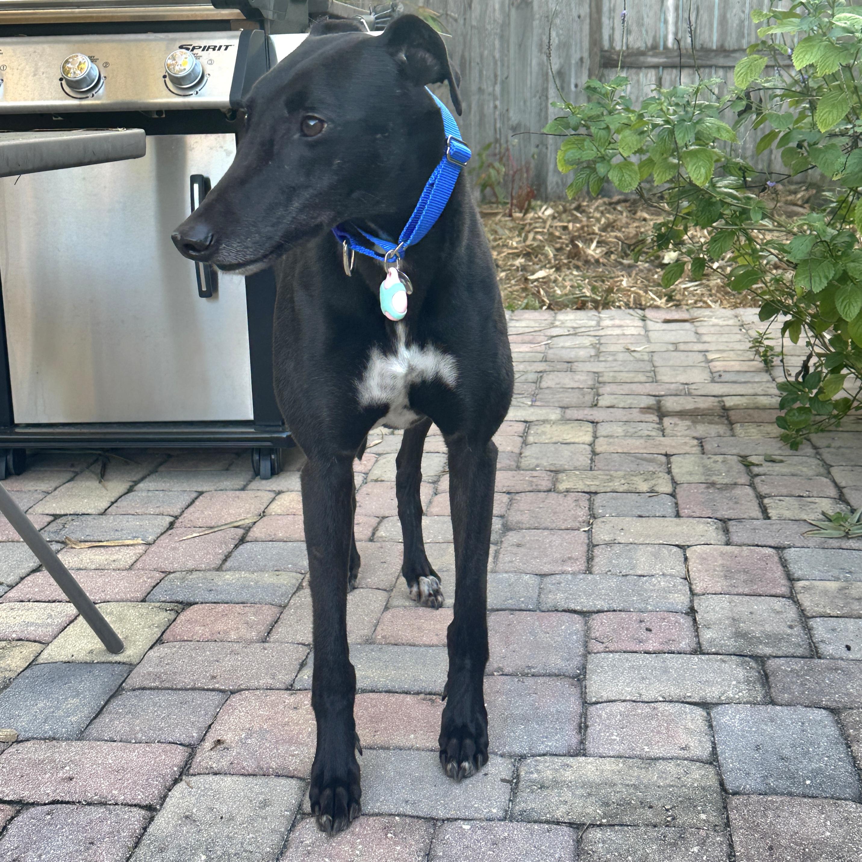 Enlarge Cloncunny Sydney (Sydney), a Adoptable Greyhound in Tarpon Springs, FL image 4/6