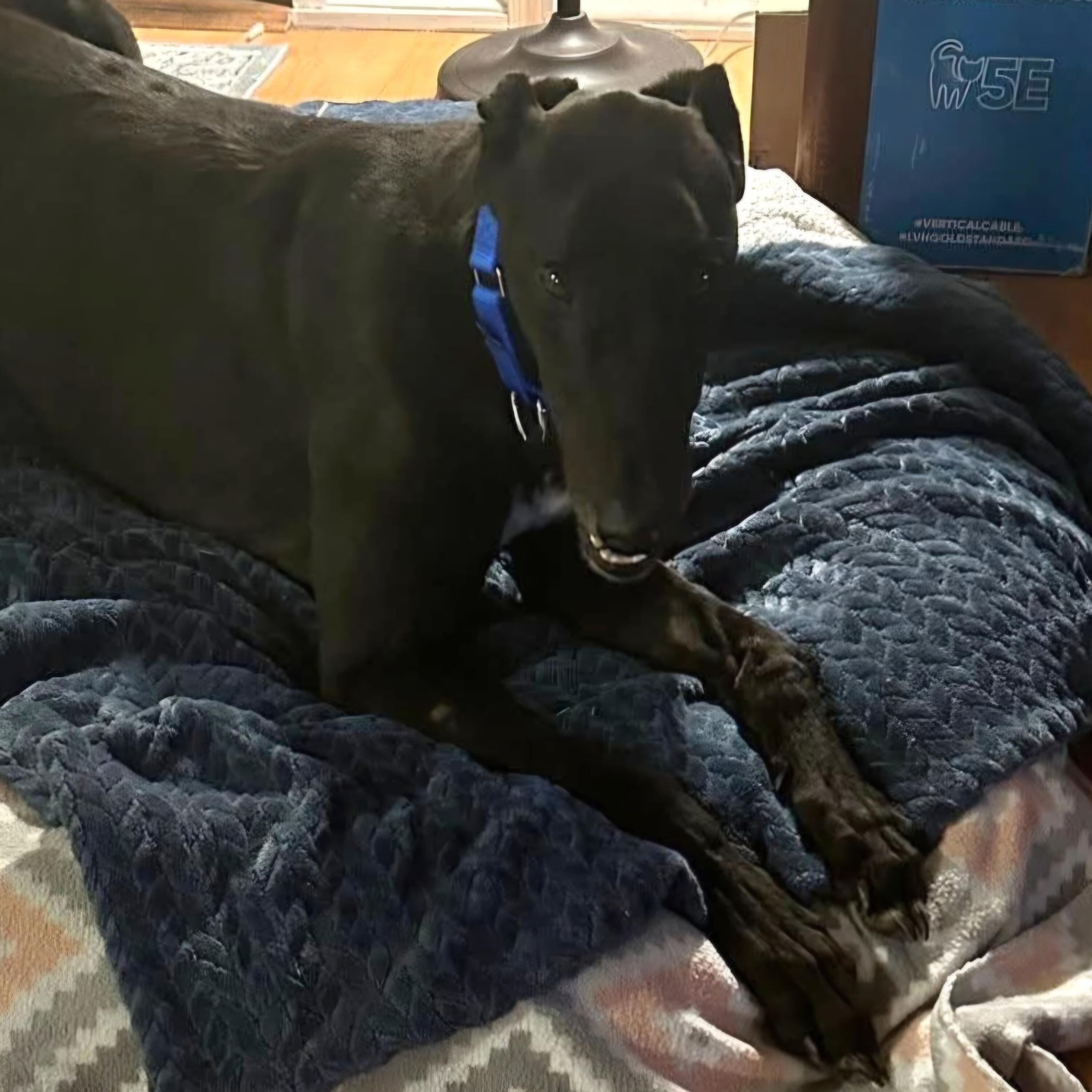 Enlarge Cloncunny Sydney (Sydney), a Adoptable Greyhound in Tarpon Springs, FL image 6/6