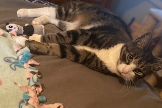 Chiro, Adoptable, Adult Female American Shorthair.