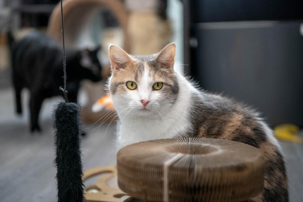 Buffy, Adoptable, Adult Female Domestic Short Hair & Calico.