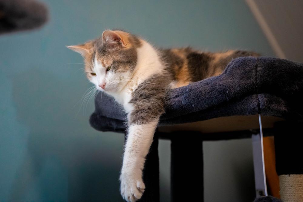 Enlarge Buffy, a Adoptable mixed breed in Harpers Ferry, WV image 2/6