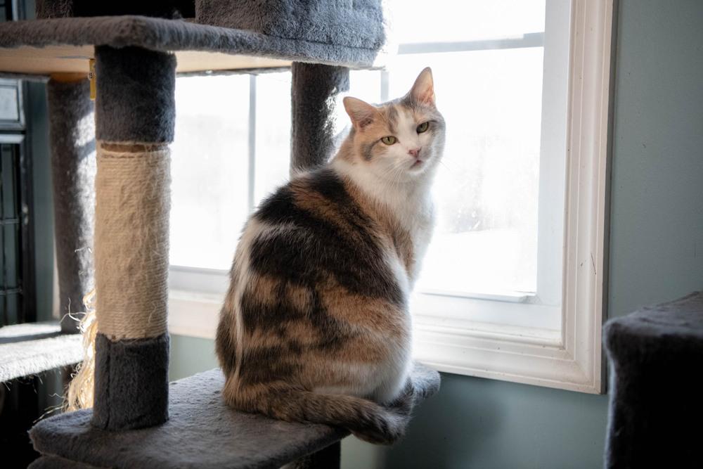 Enlarge Buffy, a Adoptable mixed breed in Harpers Ferry, WV image 3/6