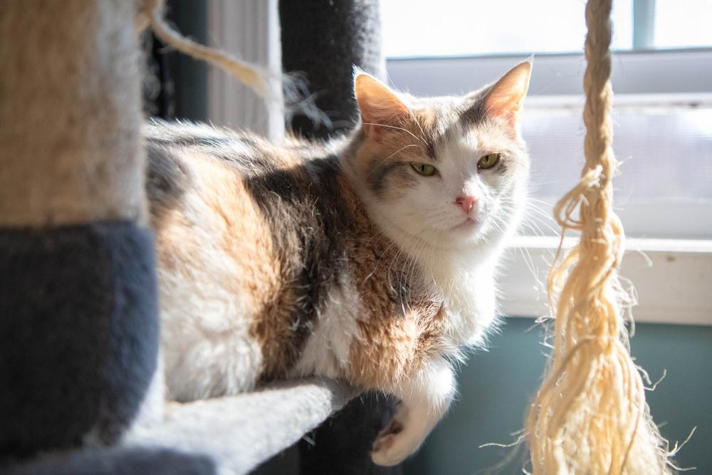 Enlarge Buffy, a Adoptable mixed breed in Harpers Ferry, WV image 4/6