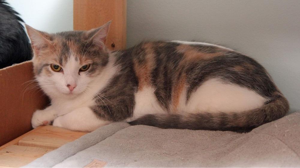 Buffy, Adoptable, Adult Female Domestic Short Hair & Calico.