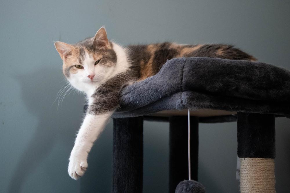 Buffy, Adoptable, Adult Female Domestic Short Hair & Calico.