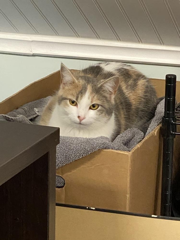 Enlarge Buffy, a Adoptable mixed breed in Harpers Ferry, WV image 2/4