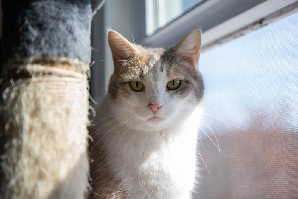 Enlarge Buffy, a Adoptable mixed breed in Harpers Ferry, WV image 6/6