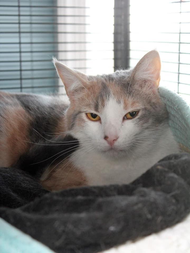 Enlarge Buffy, a Adoptable mixed breed in Harpers Ferry, WV image 4/4