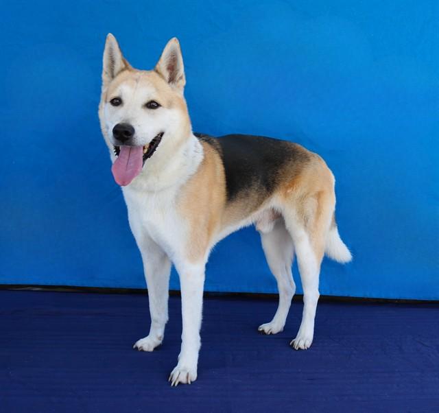 Enlarge MAX, a Adoptable German Shepherd Dog in Baldwin Park, CA image 1/1