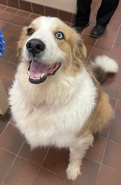 Enlarge Myles, a Adoptable mixed breed in Prudenville, MI image 1/1