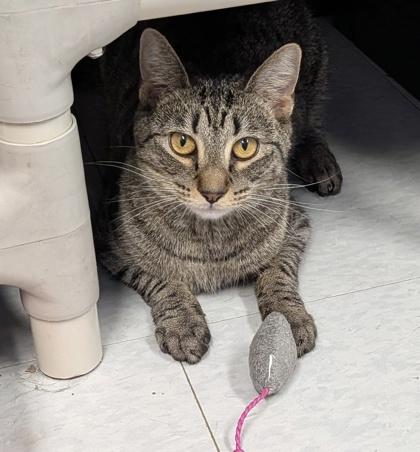Enlarge Finch, a Adoptable mixed breed in Bridgewater, NJ image 1/1