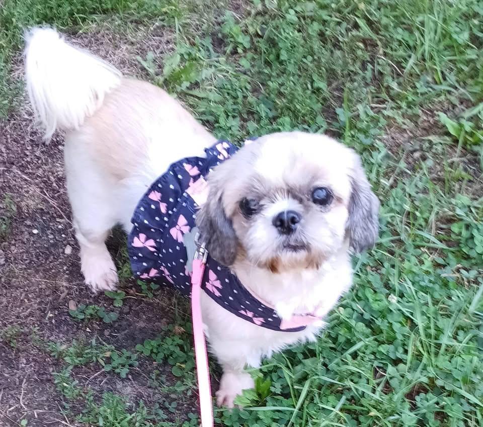 Bettee. ADOPTED, Adopted, Adult Female Shih Tzu.