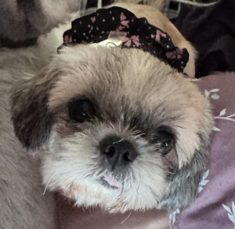 Enlarge Bettee. ADOPTED, a Adopted Shih Tzu in Union Grove, WI image 3/3