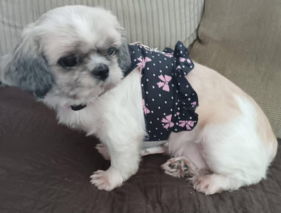 Enlarge Bettee. ADOPTED, a Adopted Shih Tzu in Union Grove, WI image 2/3