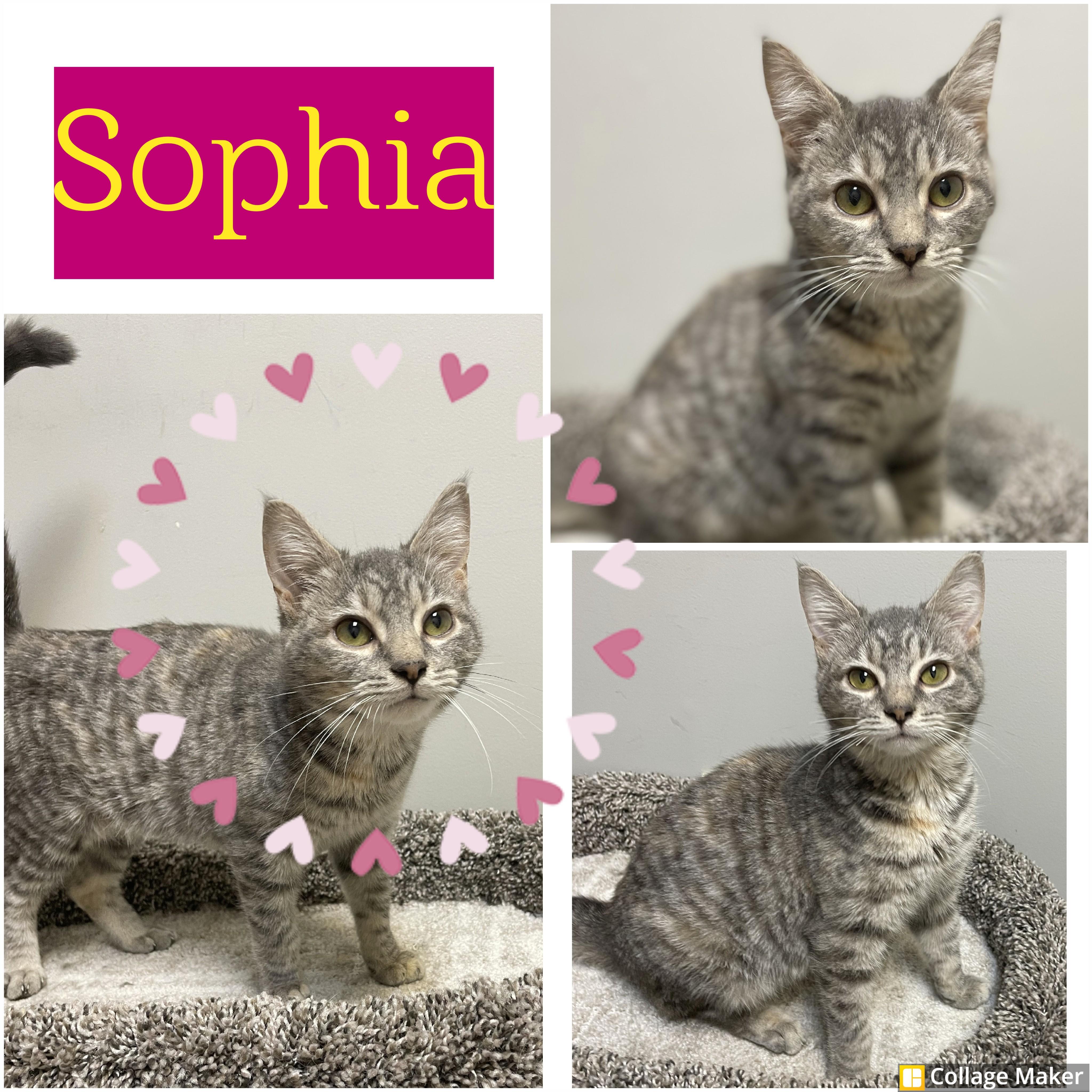 Sophia, ADOPTABLE, Young Female Domestic Short Hair.