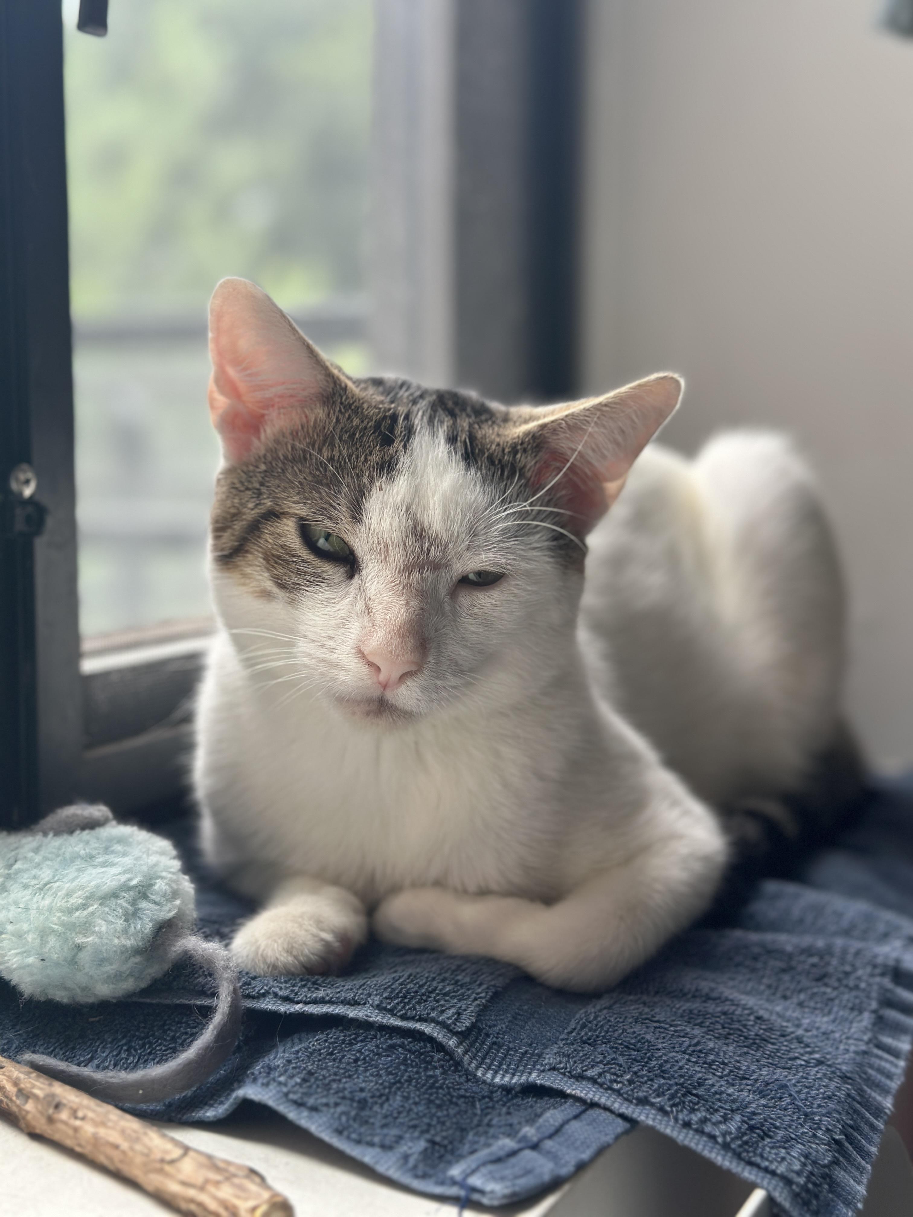 Enlarge Pinky, a ADOPTABLE Domestic Short Hair in Brooklyn, NY image 3/6