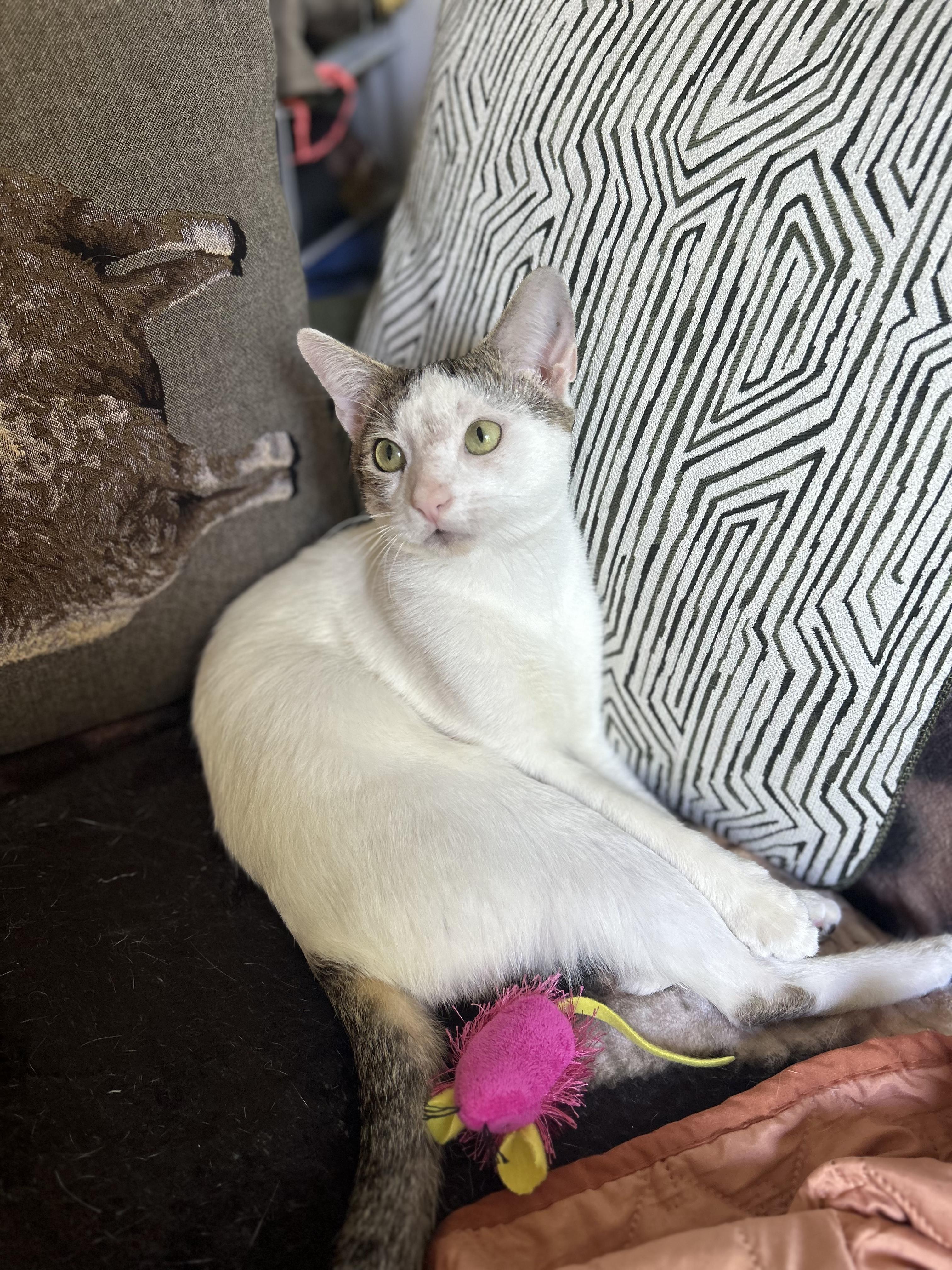 Enlarge Pinky, a ADOPTABLE Domestic Short Hair in Brooklyn, NY image 6/6