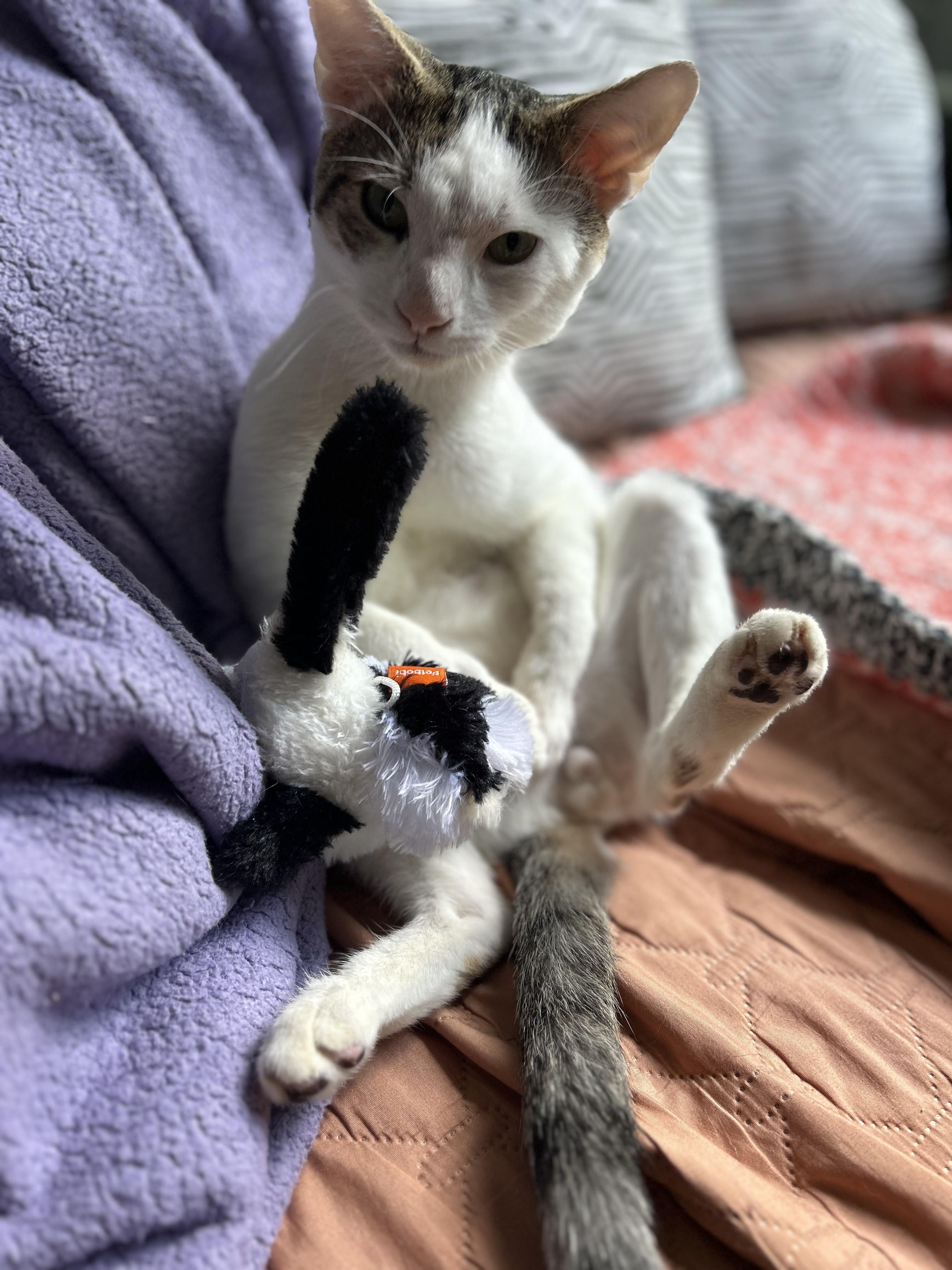 Enlarge Pinky, a ADOPTABLE Domestic Short Hair in Brooklyn, NY image 5/6