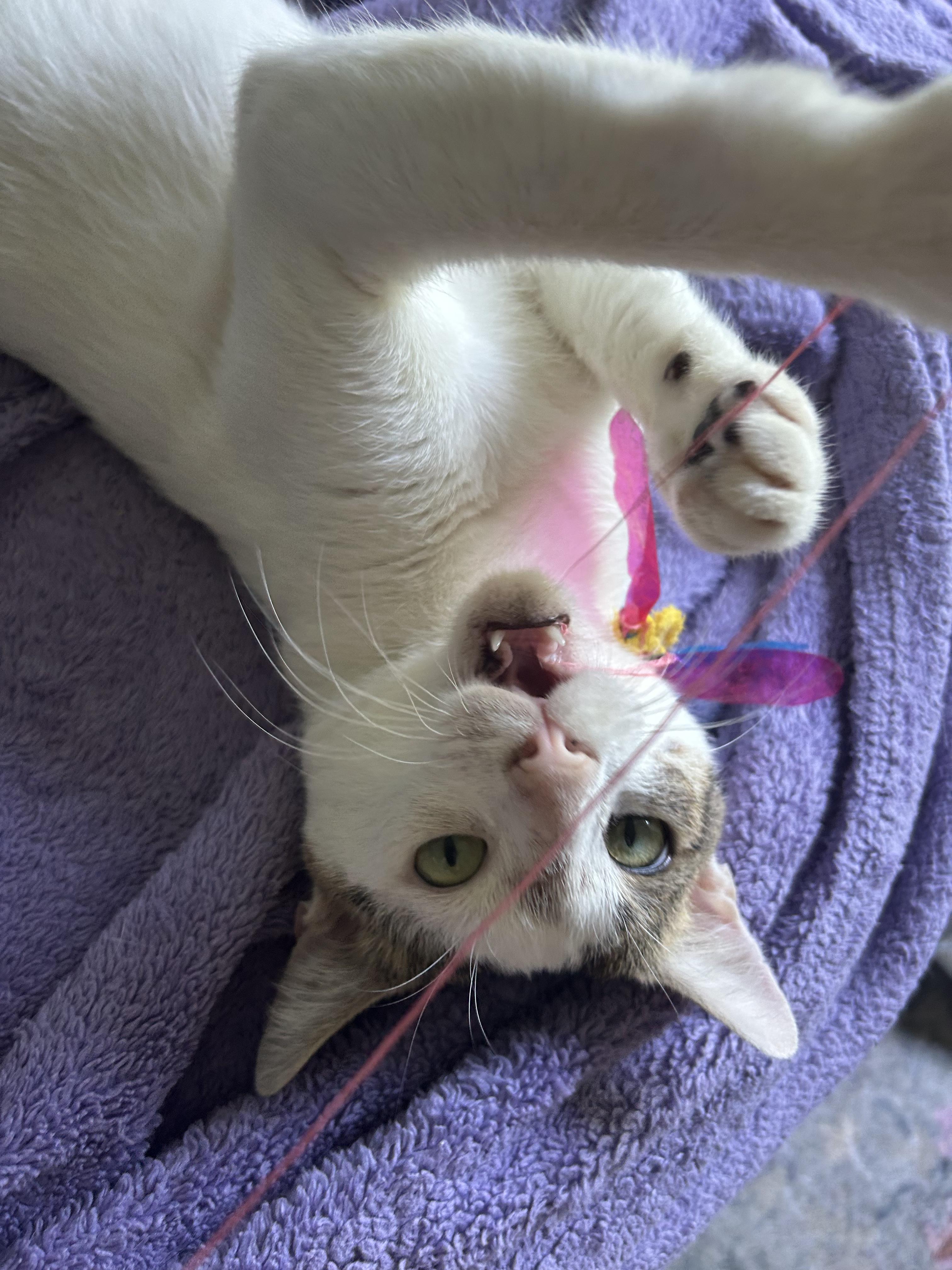 Enlarge Pinky, a ADOPTABLE Domestic Short Hair in Brooklyn, NY image 2/6