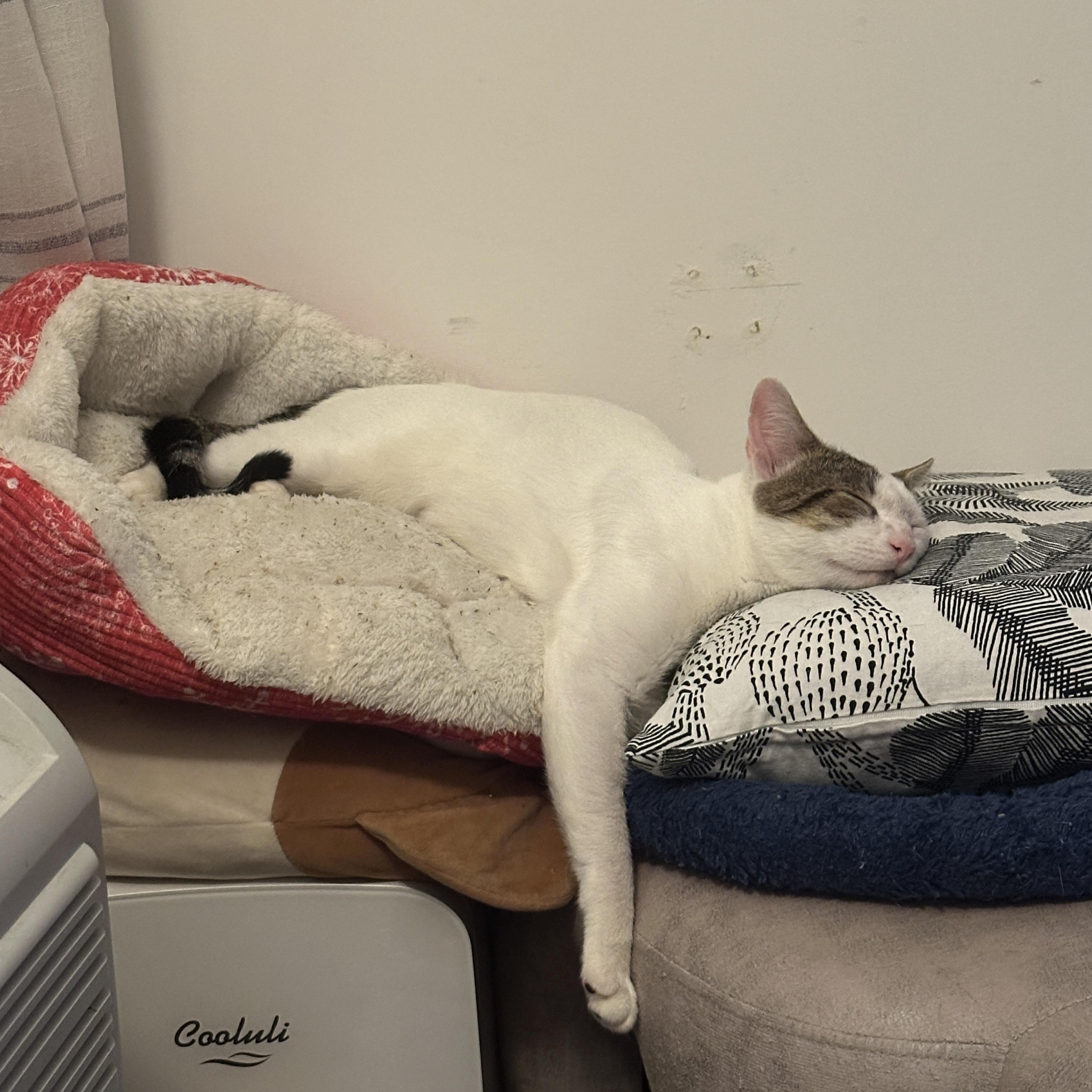 Enlarge Pinky, a ADOPTABLE Domestic Short Hair in Brooklyn, NY image 4/6
