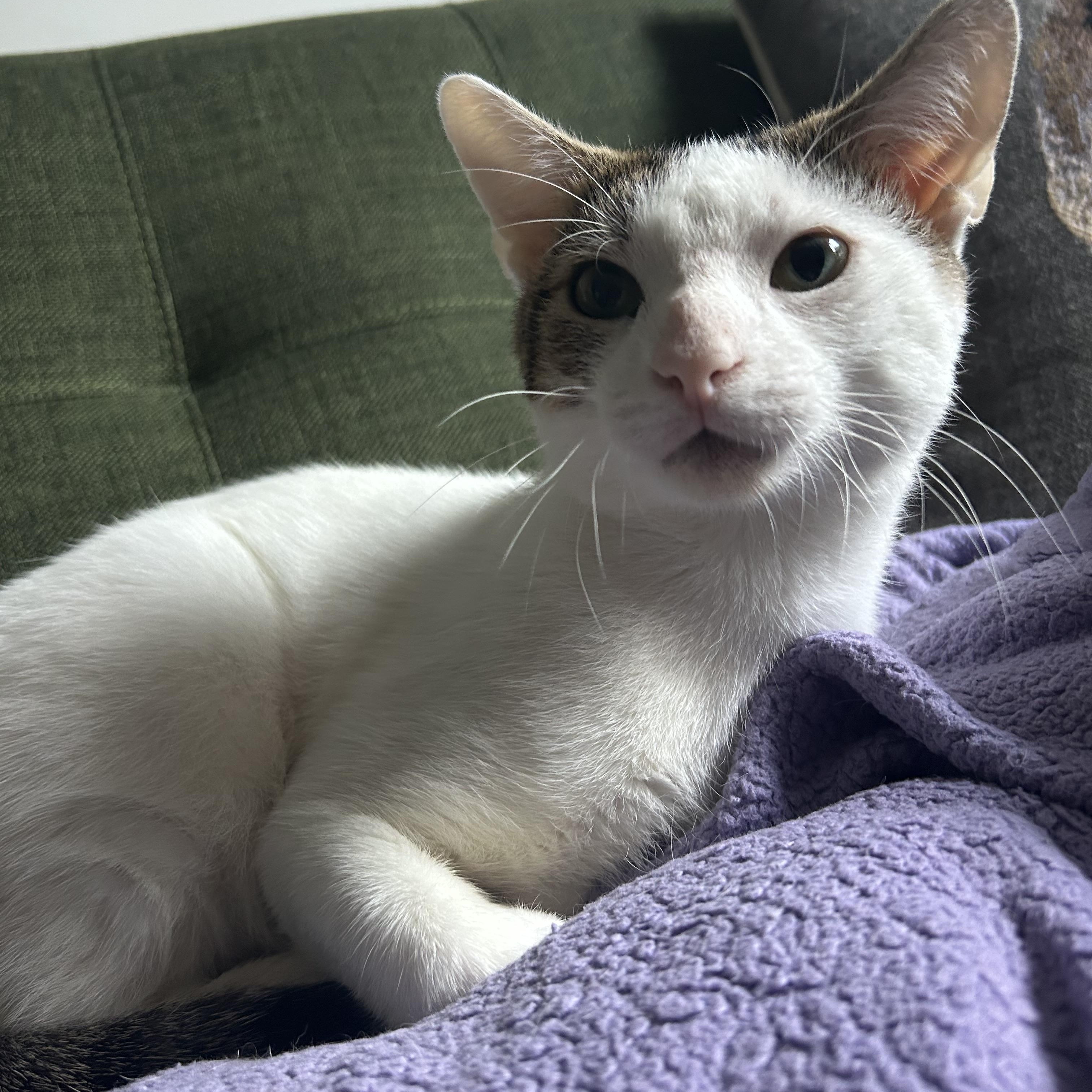 Pinky, ADOPTABLE, Young Male Domestic Short Hair.