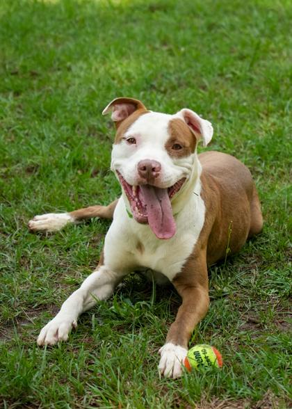 Embark 57173, Adoptable, Adult Male Pit Bull Terrier & Mixed Breed.