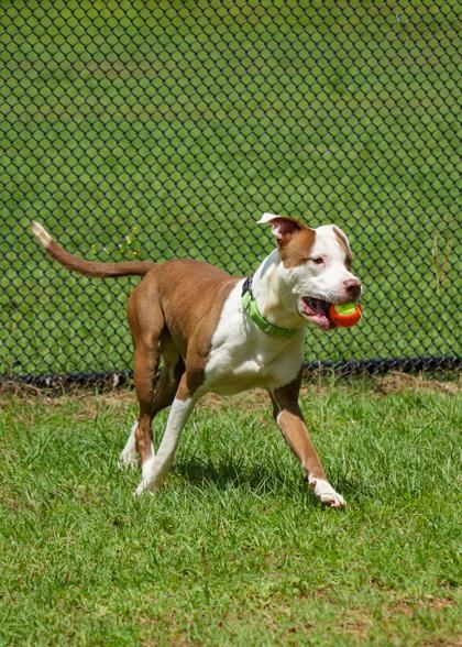 Enlarge Embark 57173, a Adoptable mixed breed in Aiken, SC image 2/3