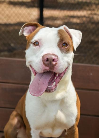 Enlarge Embark 57173, a Adoptable mixed breed in Aiken, SC image 3/3