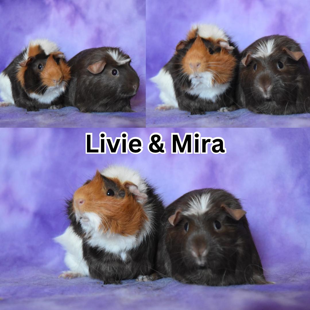Enlarge Livie & Mira, a ADOPTABLE mixed breed in Ripon, CA image 1/1