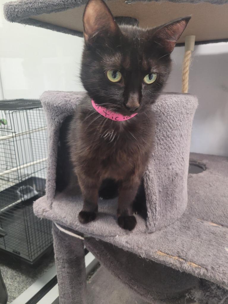 Momma Morticia, Adoptable, Young Female Domestic Short Hair.