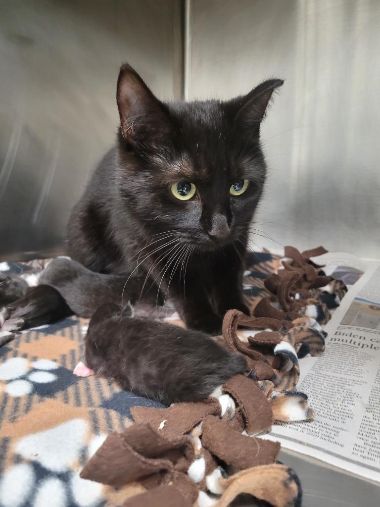 Enlarge Momma Morticia, a Adoptable mixed breed in Angola, IN image 2/2