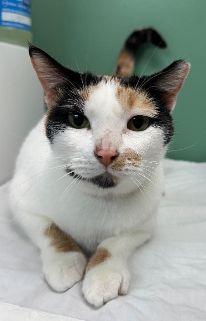 Gemma, Adoptable, Adult Female Domestic Short Hair.