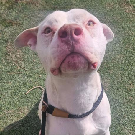 Twix, Adoptable, Adult Male Pit Bull Terrier.