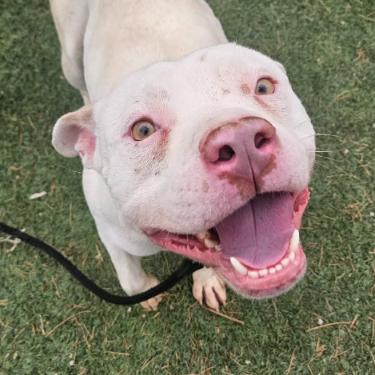 Twix, a Adoptable mixed breed in Fort Collins, CO image 2/6