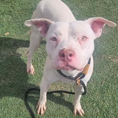 Twix, a Adoptable mixed breed in Fort Collins, CO image 3/6