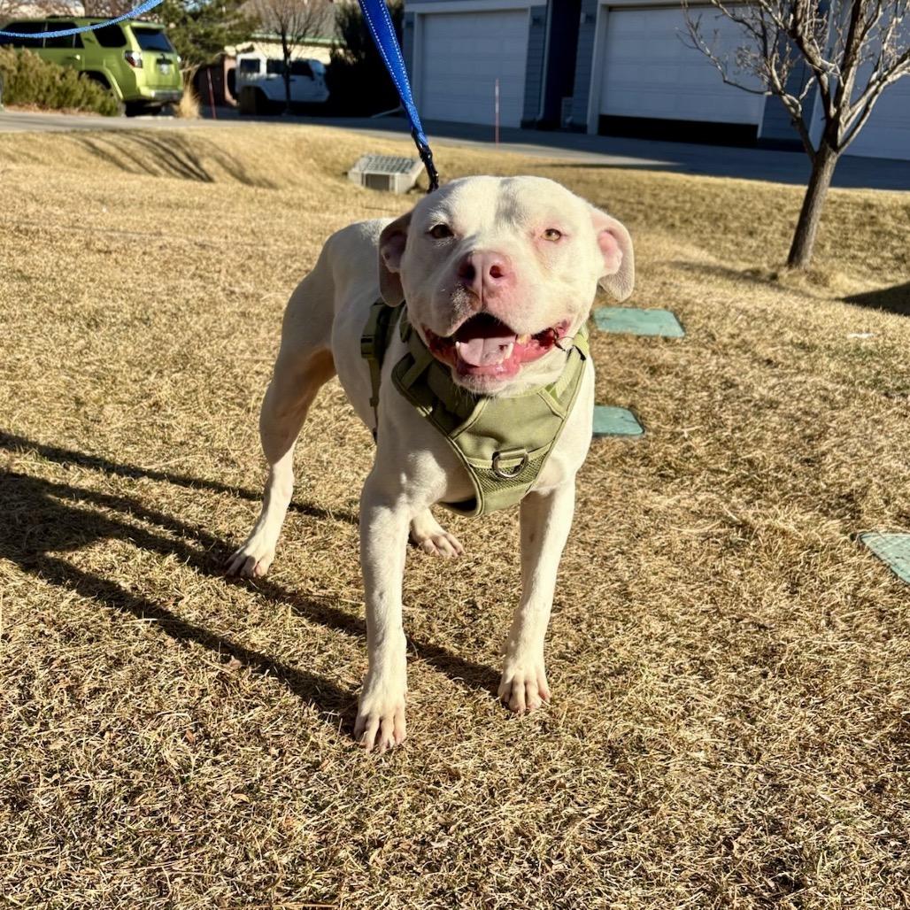 Twix, a Adoptable mixed breed in Fort Collins, CO image 5/6