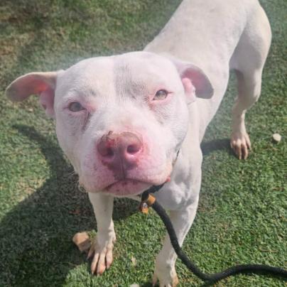 Twix, a Adoptable mixed breed in Fort Collins, CO image 6/6