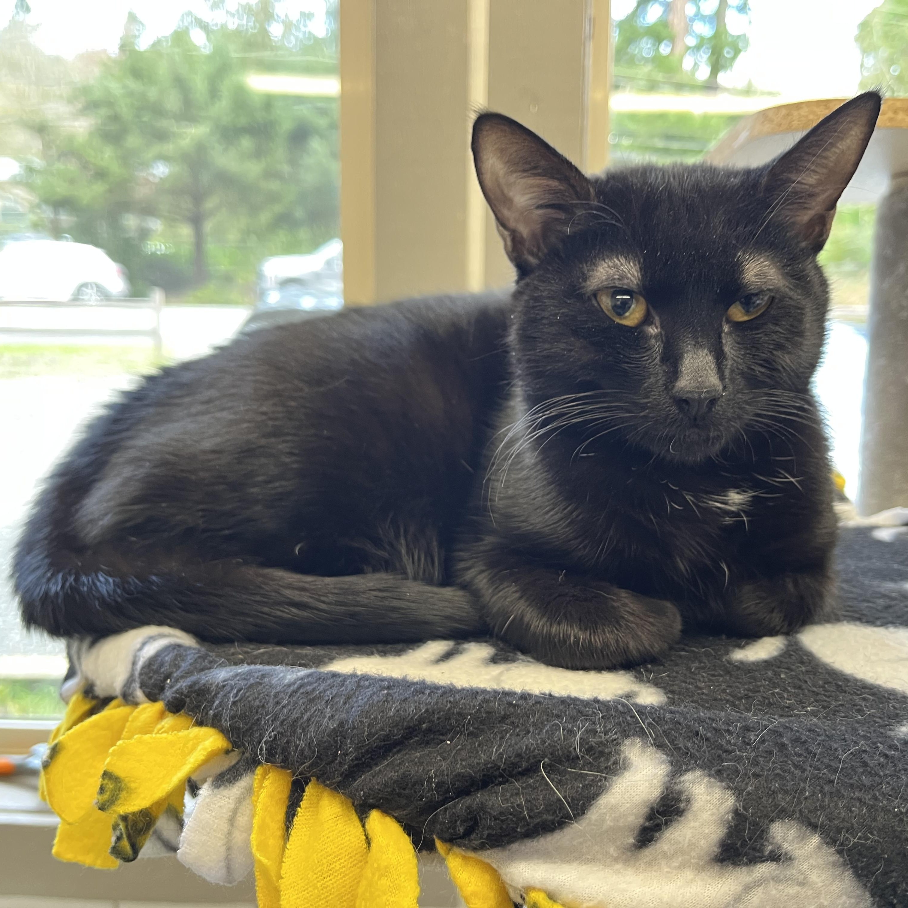 Enlarge Crumb, a ADOPTABLE Domestic Short Hair in Renton , WA image 4/4