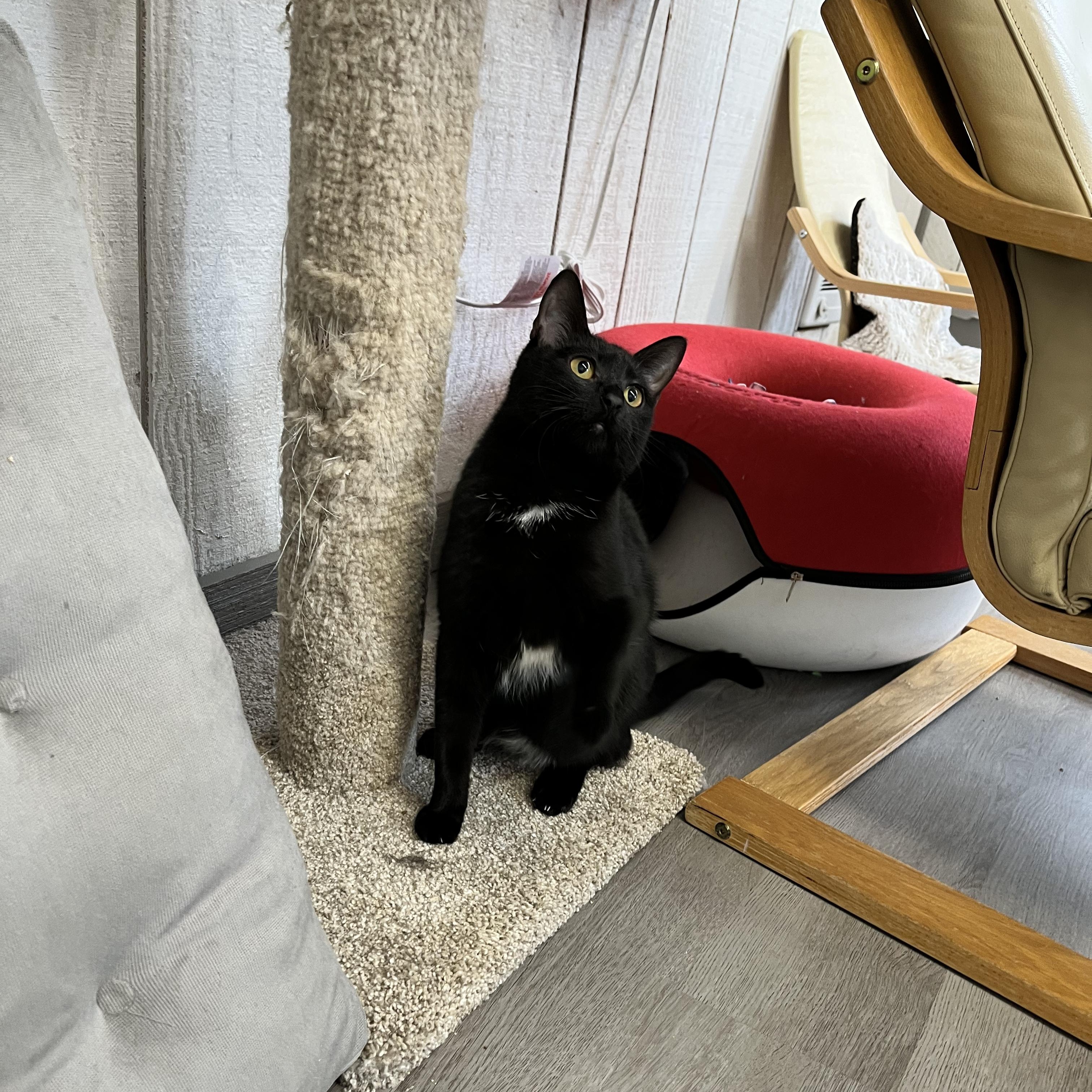 Crumb, ADOPTABLE, Kitten Female Domestic Short Hair.