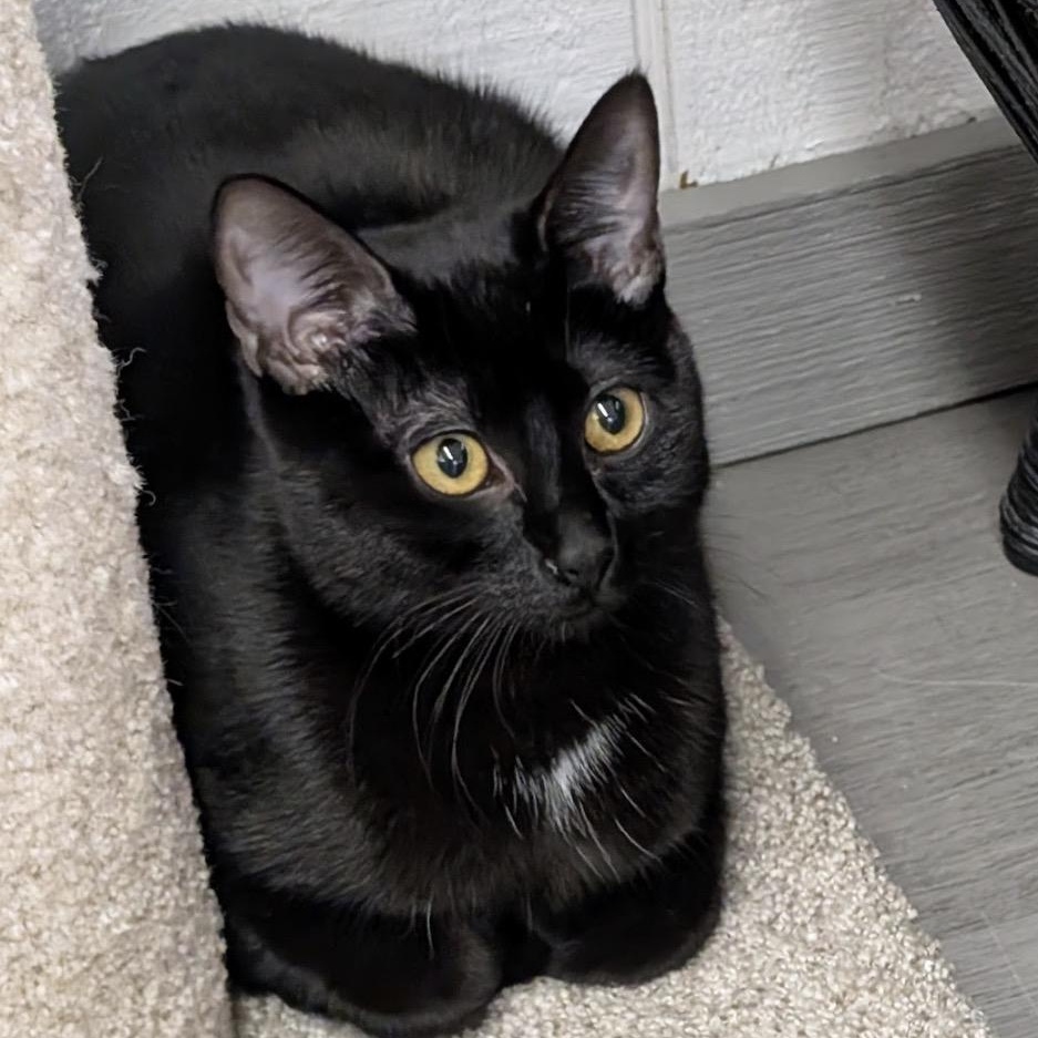 Enlarge Crumb, a ADOPTABLE Domestic Short Hair in Renton , WA image 1/1