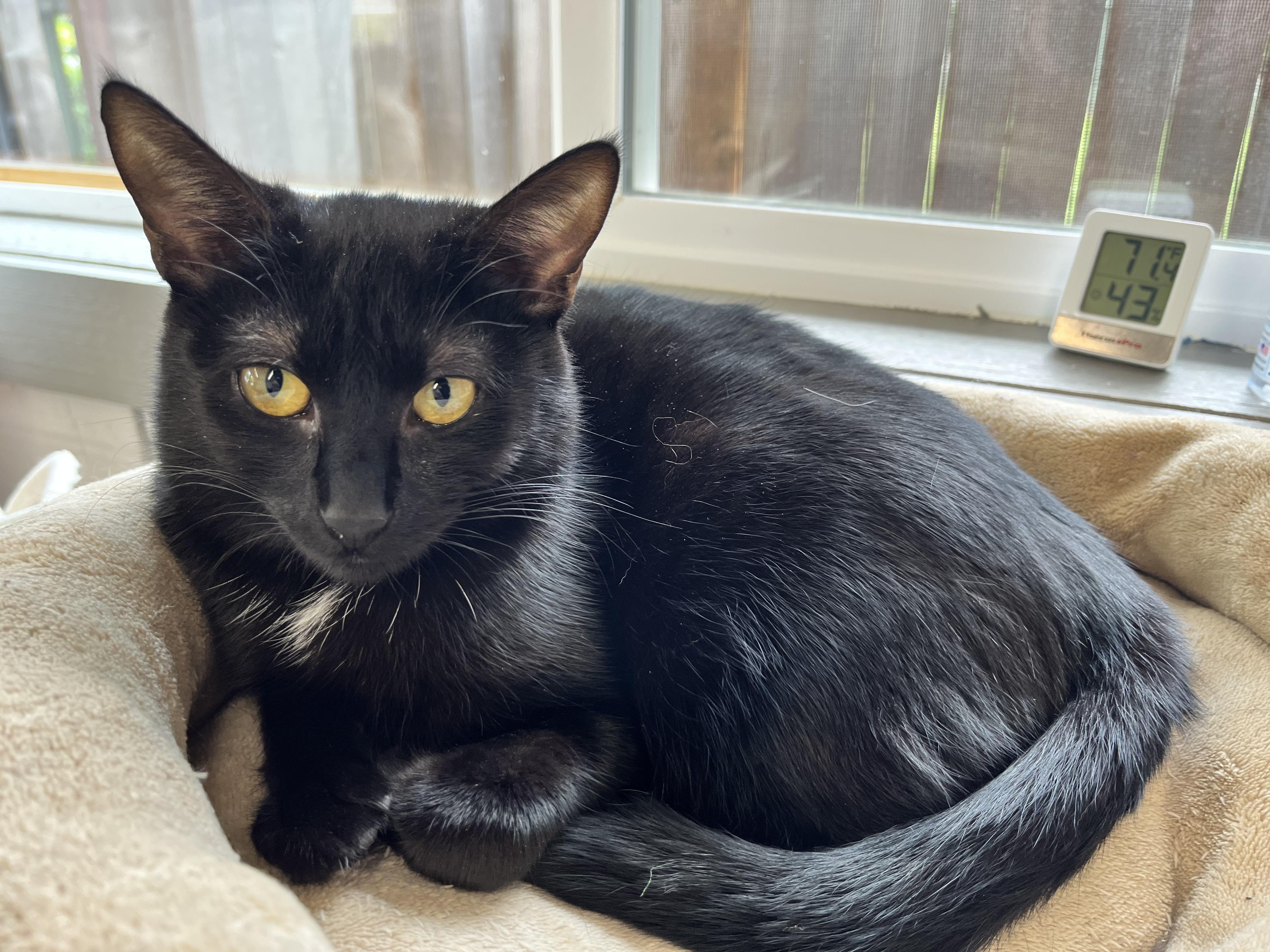 Crumb, a ADOPTABLE Domestic Short Hair in Renton , WA image 4/6