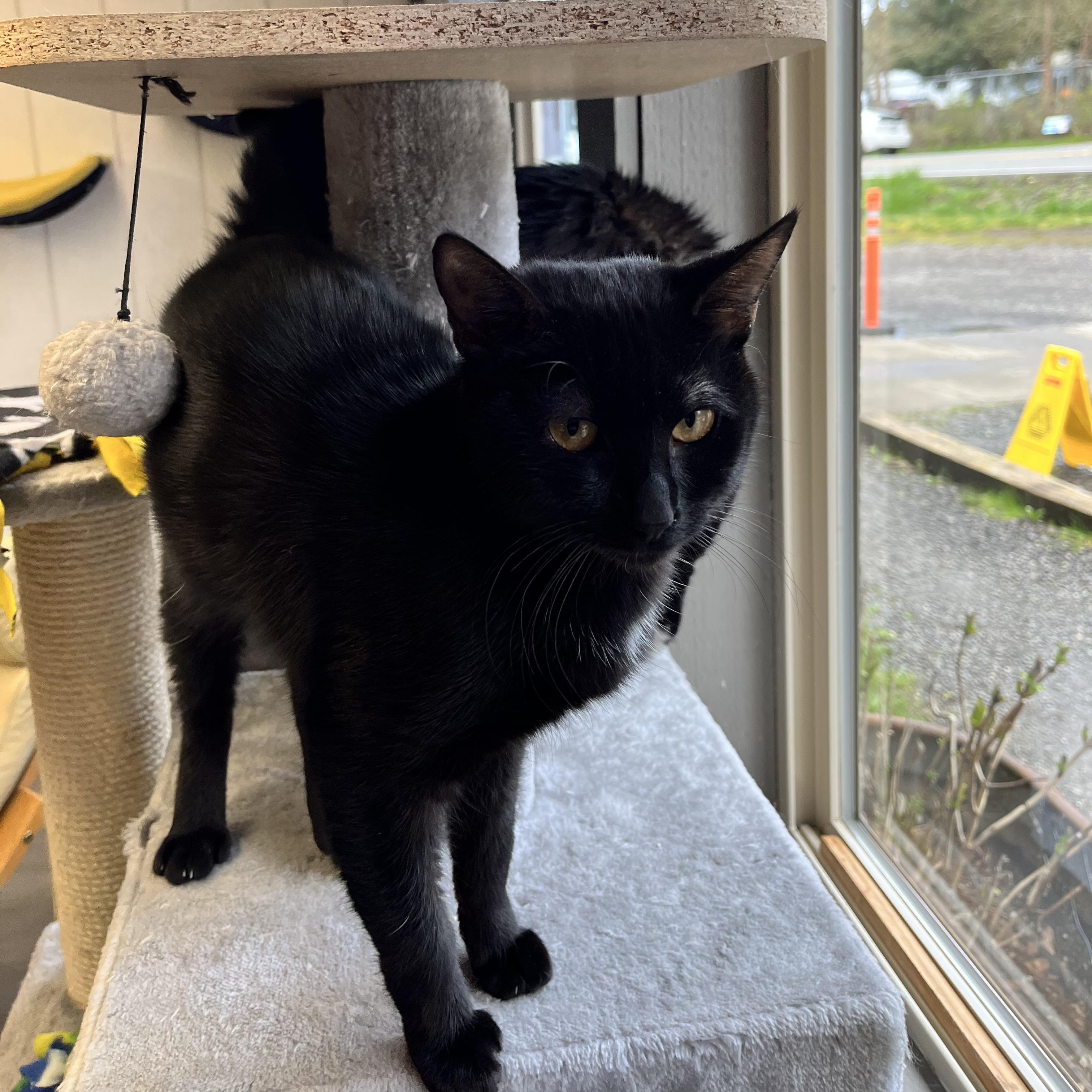 Enlarge Crumb, a ADOPTABLE Domestic Short Hair in Renton , WA image 3/4