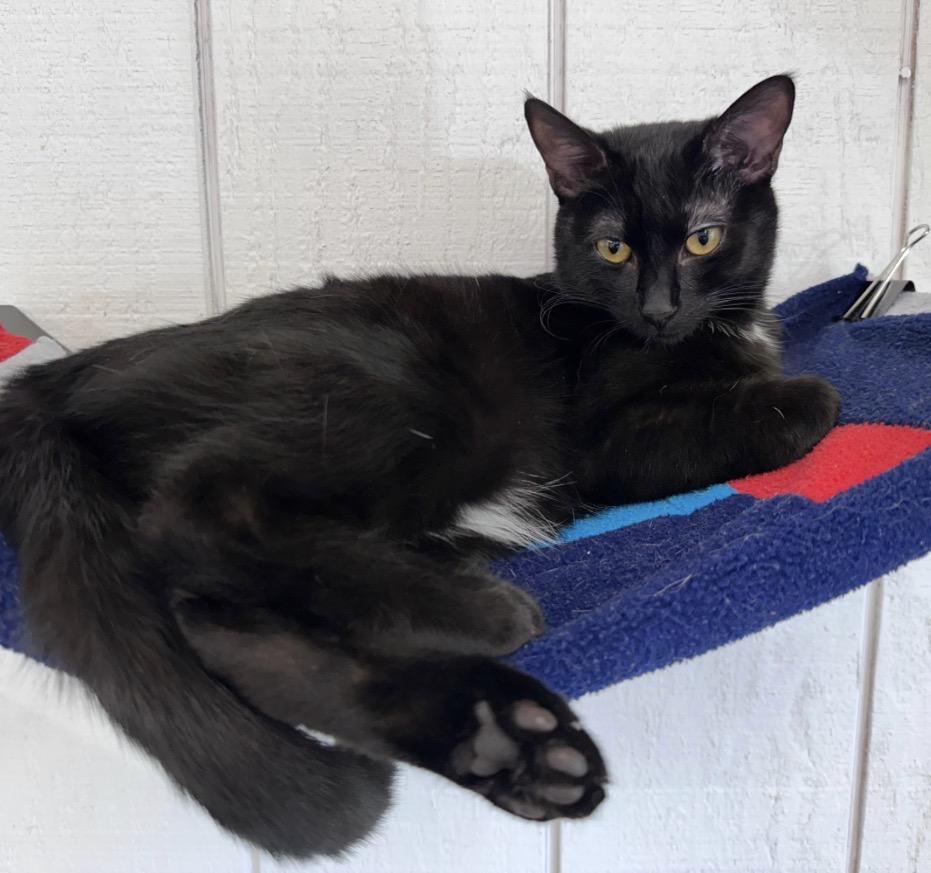 Crumb, ADOPTABLE, Kitten Female Domestic Short Hair.