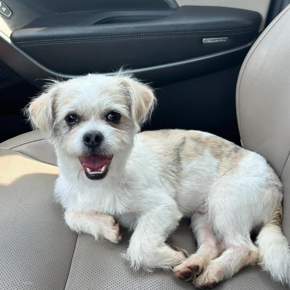 Jack, Adopted, Young Male Shih Tzu & Miniature Poodle.
