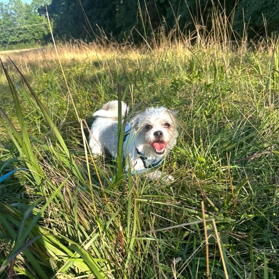 Enlarge Jack, a Adopted mixed breed in Charlotte, NC image 2/4