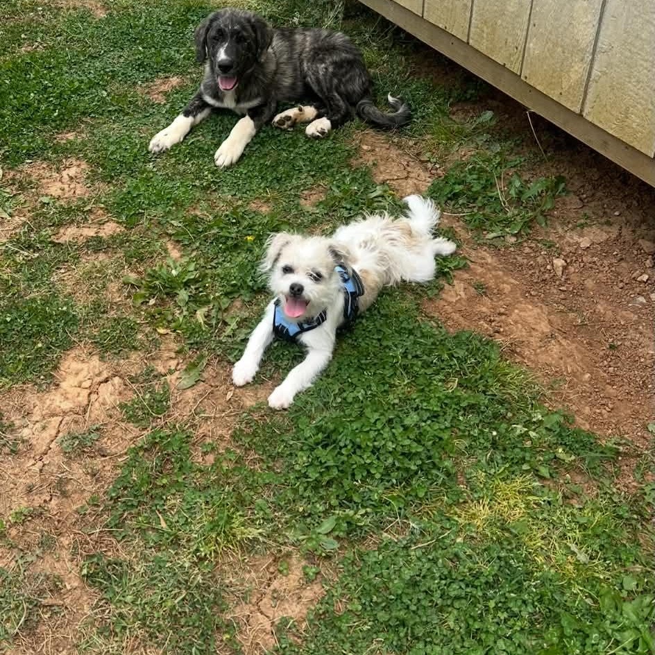 Enlarge Jack, a Adopted mixed breed in Charlotte, NC image 4/4