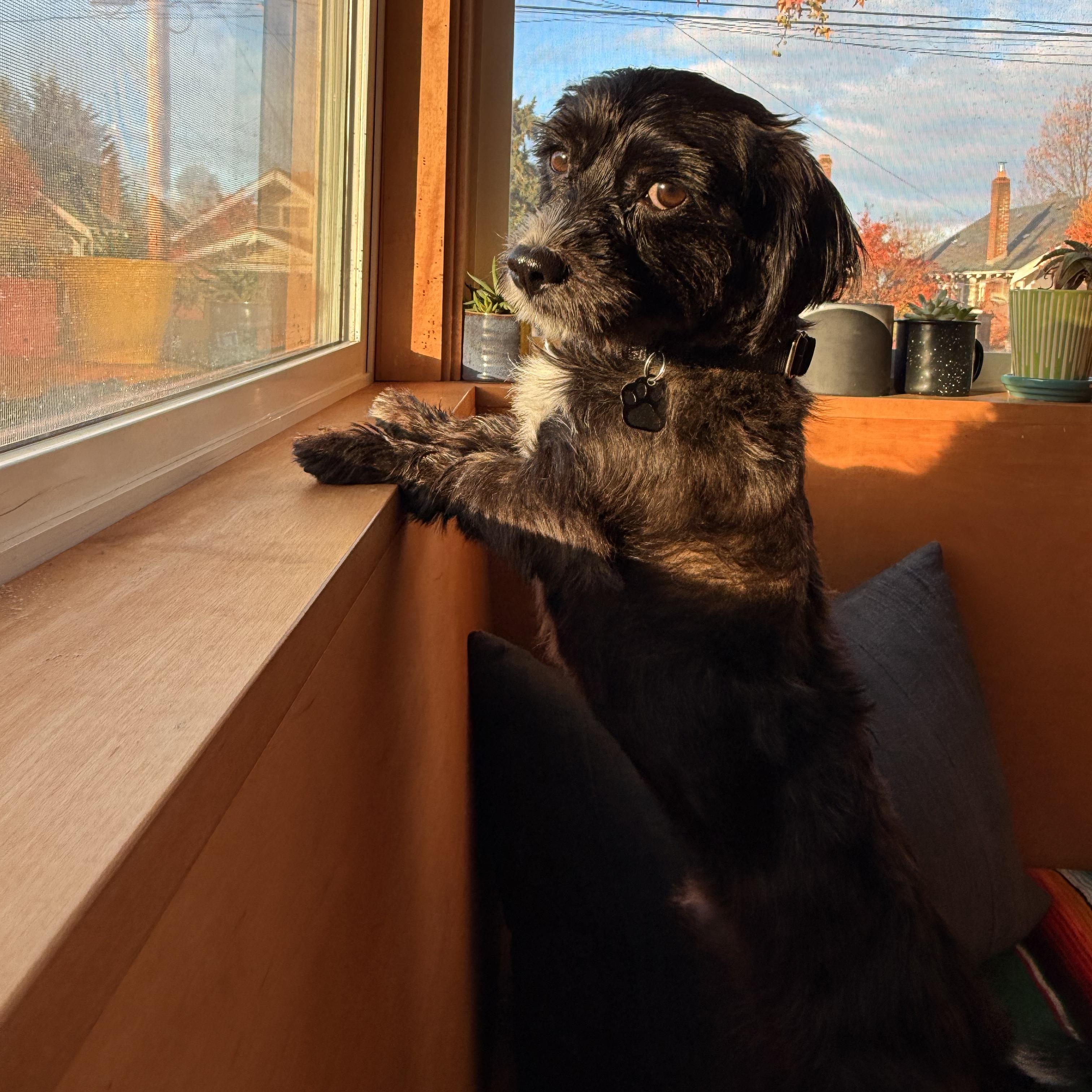 Enlarge Augustus, an adopted mixed breed in Portland, OR image 2/6