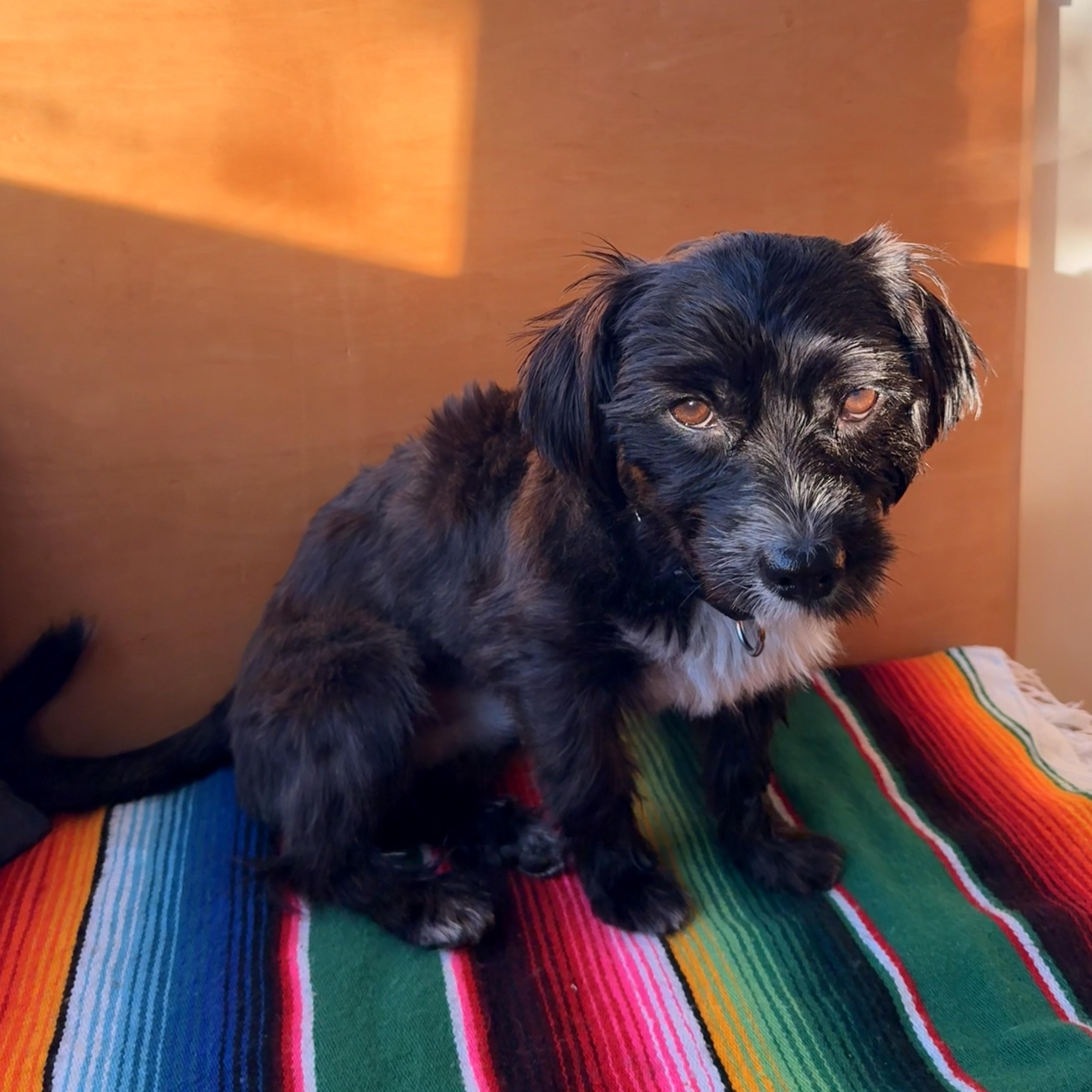 Enlarge Augustus, an adopted mixed breed in Portland, OR image 5/6