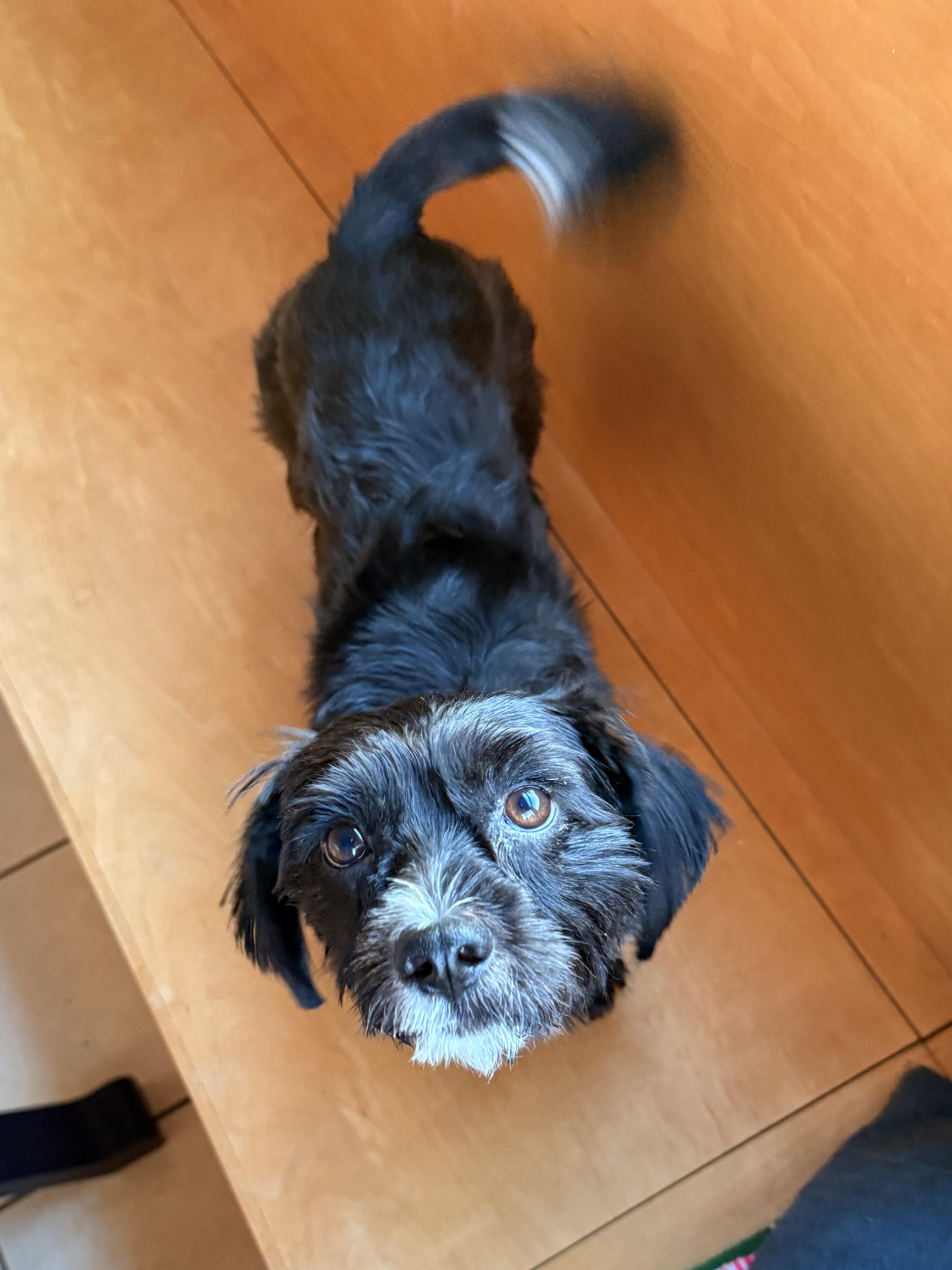 Enlarge Augustus, an adopted mixed breed in Portland, OR image 6/6