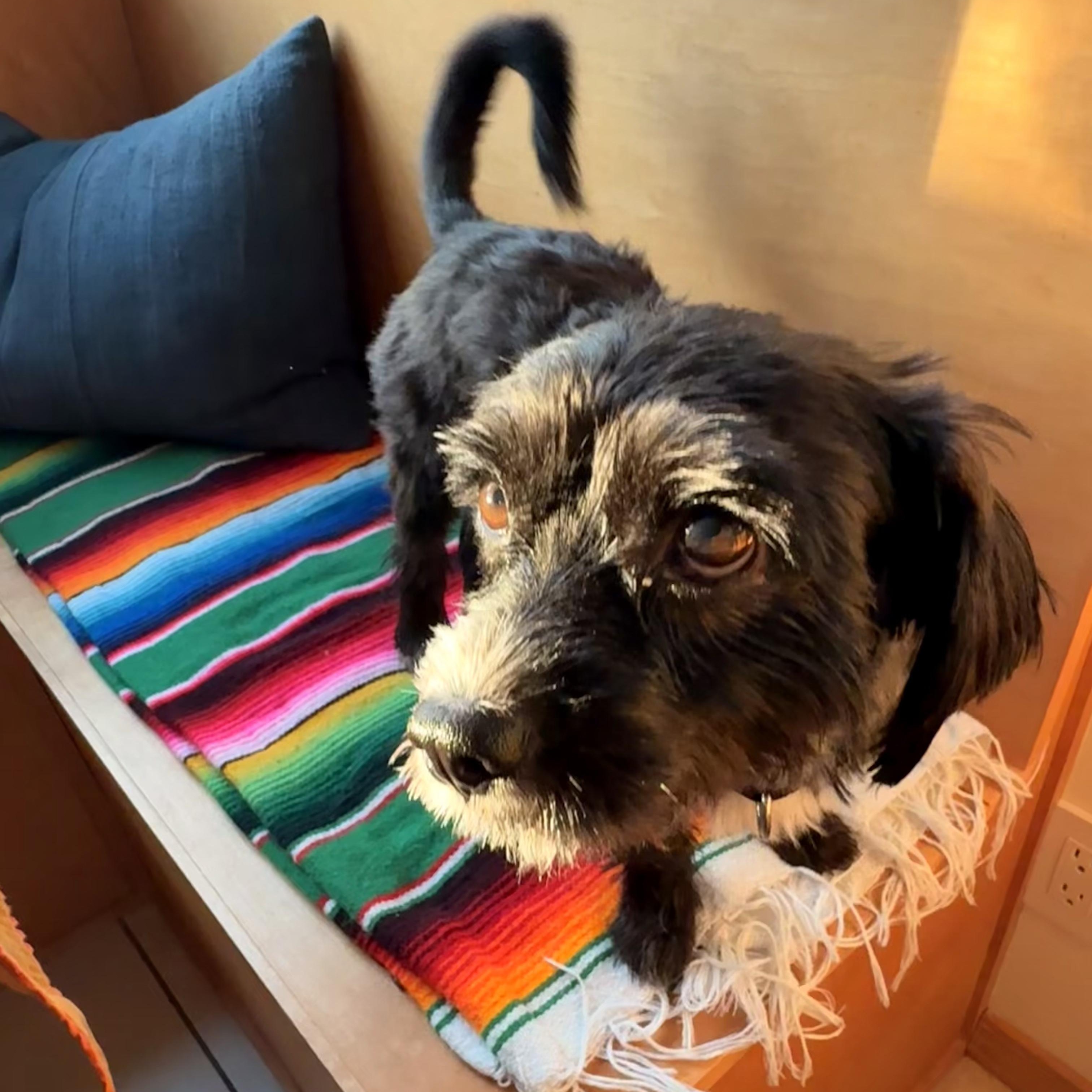 Enlarge Augustus, an adopted mixed breed in Portland, OR image 3/6